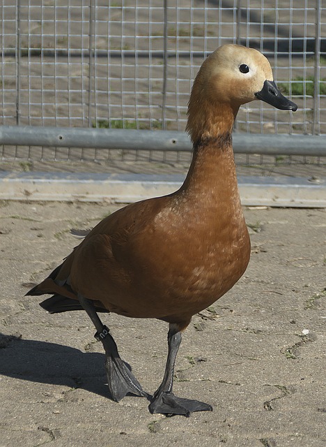 战后